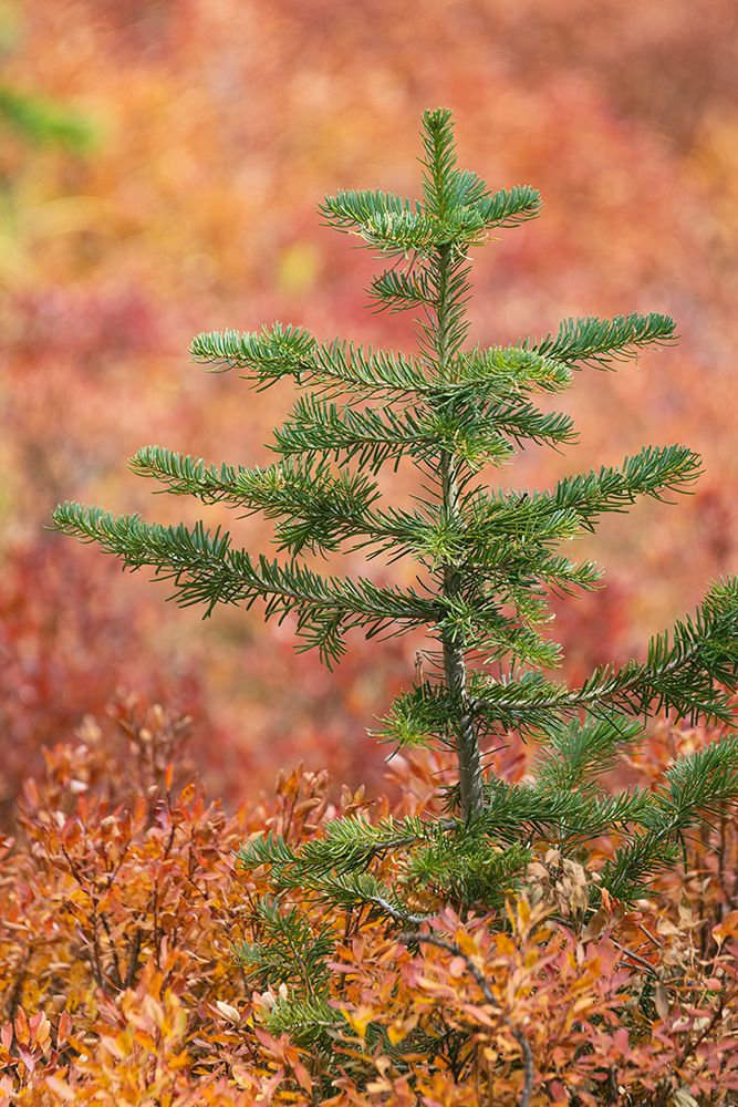 Blueberry leaves in autumn red coloration-Yellowstone National Park-Wyoming
